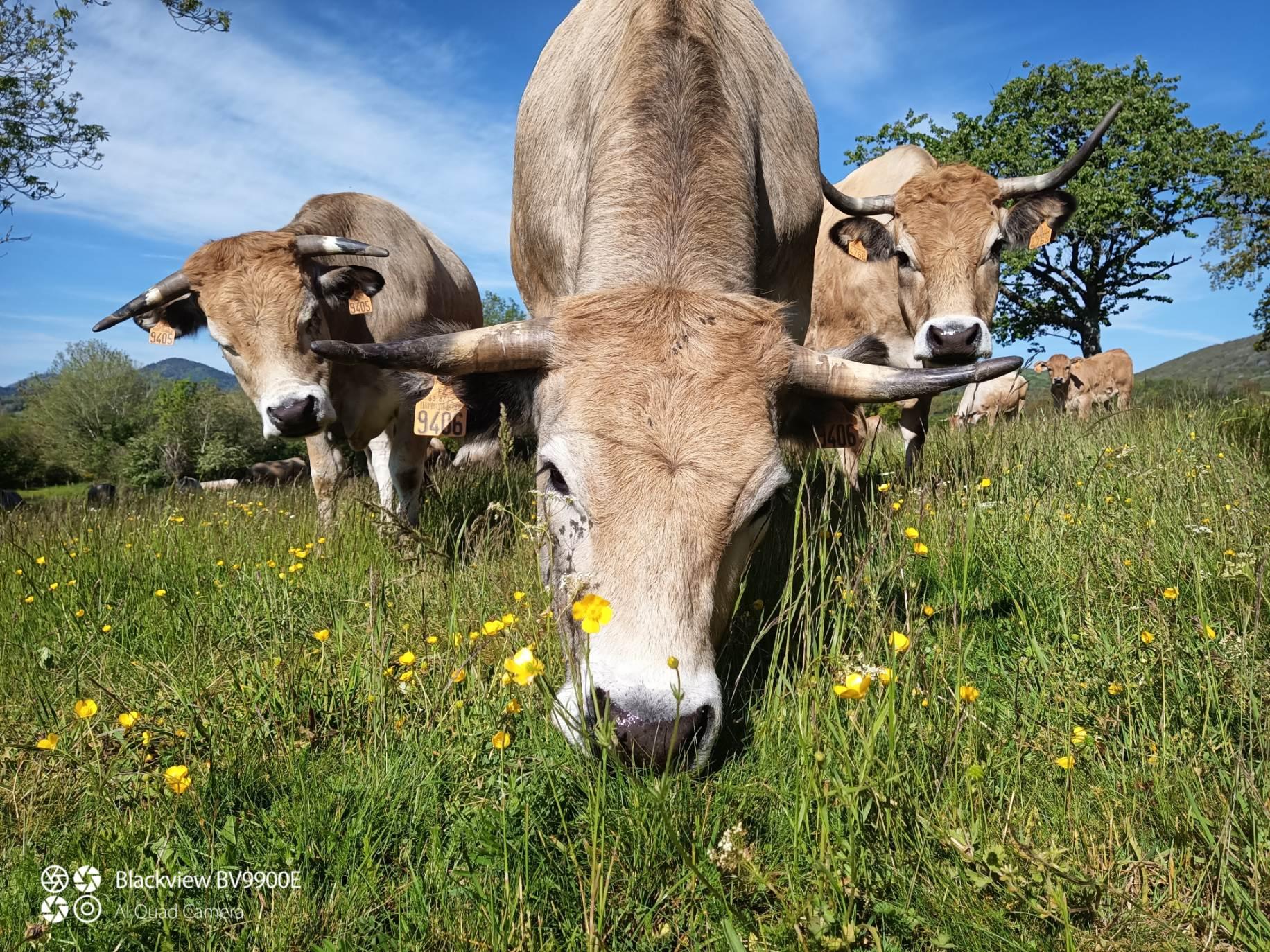 Vache qui broute